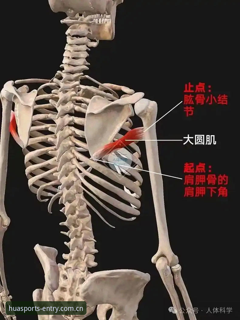 华体育平台功能详解 揭秘华体育平台功能详解:你不知道的高效操作技巧与核心优势